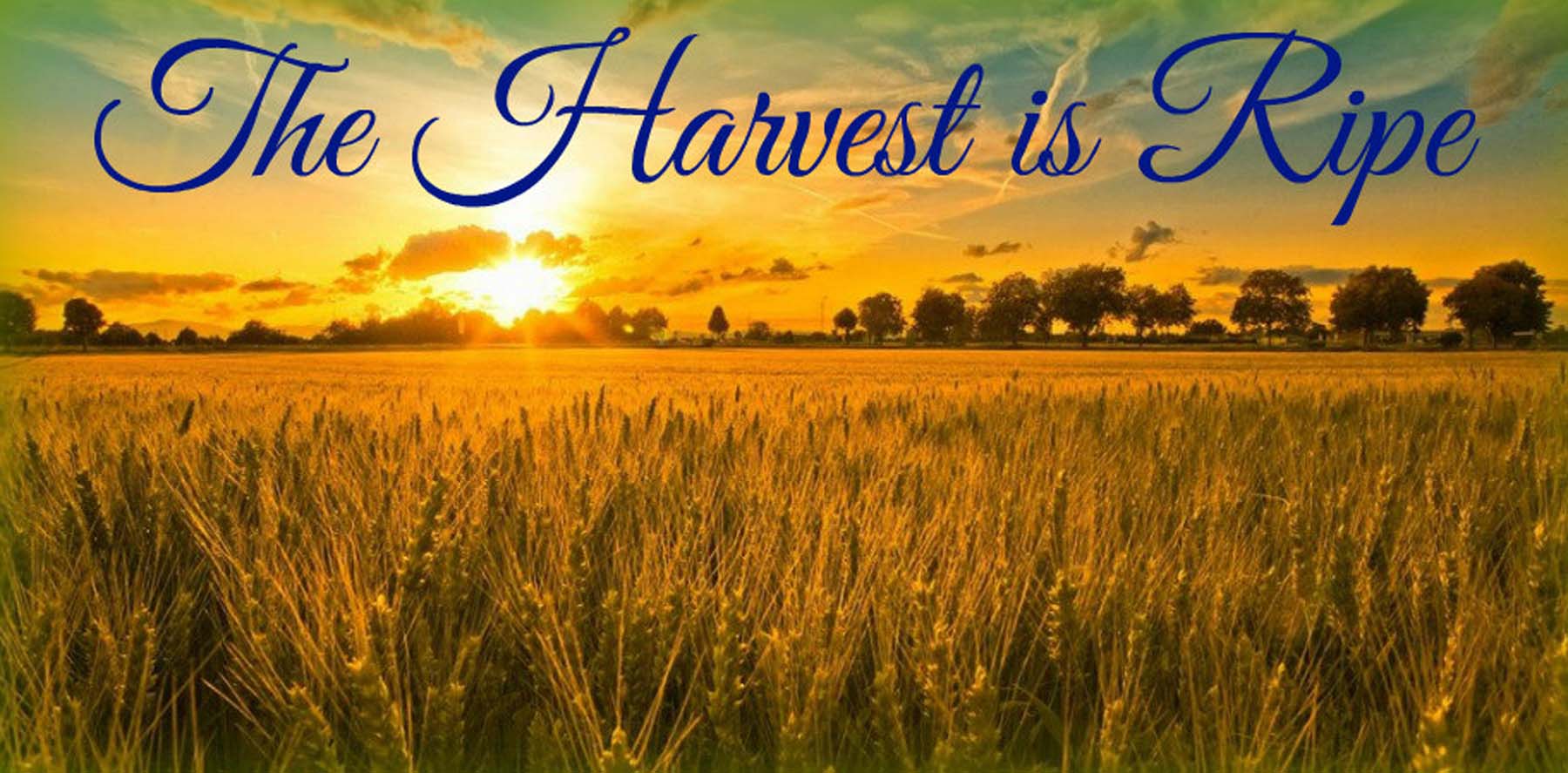 The Harvest is Ripe